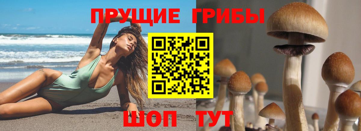 Псилоцибиновые грибы Psilocybe  купить закладку  Вход с VPN  Керчь  Псилоцибиновые грибы прущие грибы 